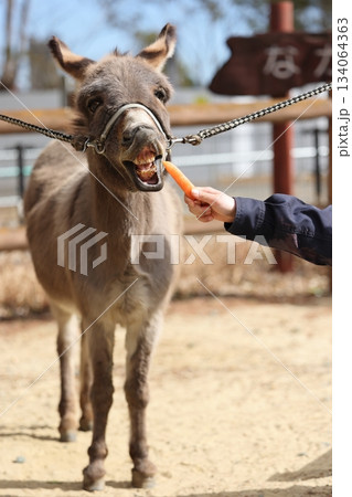 のんほいパーク 134064363