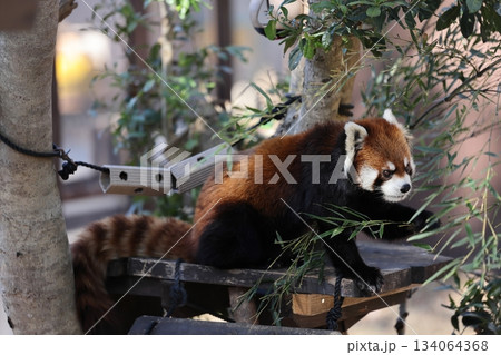 のんほいパーク 134064368