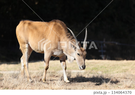 のんほいパーク 134064370