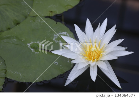 のんほいパーク 134064377