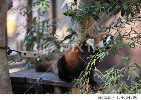 のんほいパーク 134064380