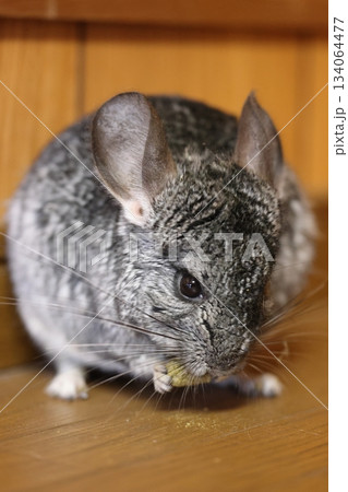 チンチラ　齧歯類 134064477