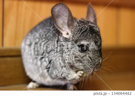 チンチラ　齧歯類 134064482