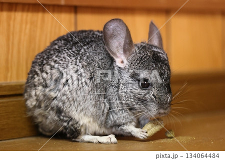 チンチラ　齧歯類 134064484