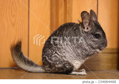 チンチラ　齧歯類 134064488
