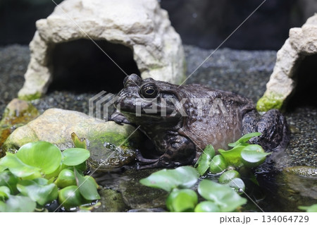 赤塚山公園　ぎょぎょランド 134064729