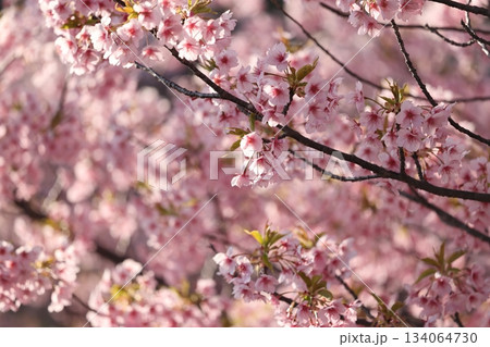 赤塚山公園　ぎょぎょランド 134064730