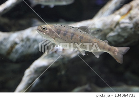 赤塚山公園　ぎょぎょランド 134064733