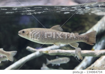 赤塚山公園　ぎょぎょランド 134064734