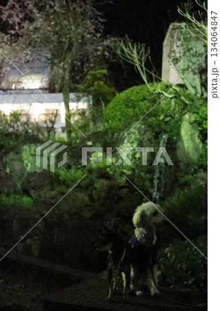 犬の散歩 夜桜が満開の桜淵公園 犬の散歩 夜桜が満開の桜淵公園 134064847