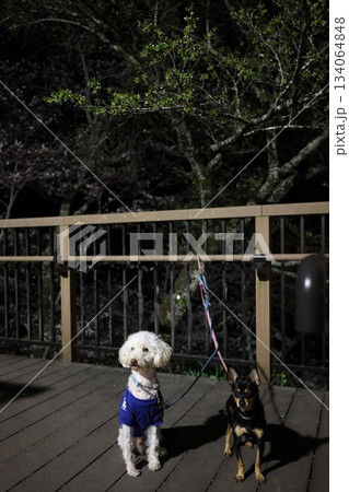 犬の散歩 夜桜が満開の桜淵公園 犬の散歩 夜桜が満開の桜淵公園 134064848