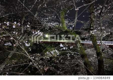 犬の散歩 夜桜が満開の桜淵公園 犬の散歩 夜桜が満開の桜淵公園 134064849