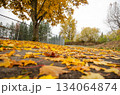 Yellow Autumn Maple Leaves on Ground Under Tree in Park Yellow Autumn Maple Leaves on Ground Under Tree in Park 134064874