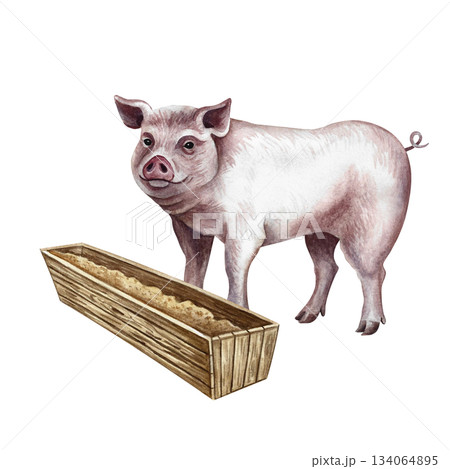A pig eating from a trough, seen in profile. Hand-drawn watercolor illustration. Perfect for livestock farms or agricultural projects. Also suitable for labels, packaging, banners, and more. A pig eating from a trough, seen in profile. Hand-drawn watercolor illustration. Perfect for livestock farms or agricultural projects. Also suitable for labels, packaging, banners, and more. 134064895
