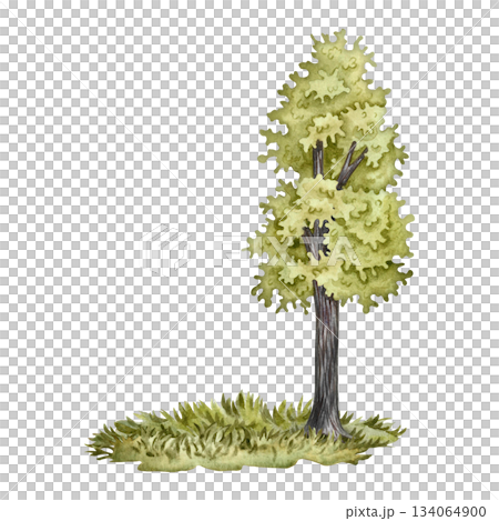 A green tree in a meadow with grass. The illustration is hand-drawn in watercolor. A colorful image of a summer tree. Isolate. Perfect for making postcards, banners, flyers, posters, labels, and more. A green tree in a meadow with grass. The illustration is hand-drawn in watercolor. A colorful image of a summer tree. Isolate. Perfect for making postcards, banners, flyers, posters, labels, and more. 134064900