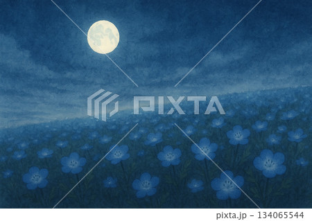ネモフィラシリーズ:満月に照らされるネモフィラ畑 ネモフィラシリーズ:満月に照らされるネモフィラ畑 134065544
