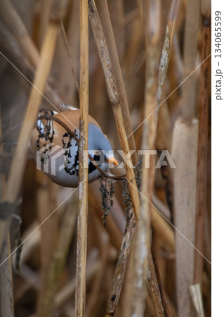 Beraded tit male in natural habitat. 134065599