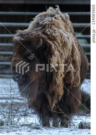 Bison winter day in the snow Bison winter day in the snow 134065608