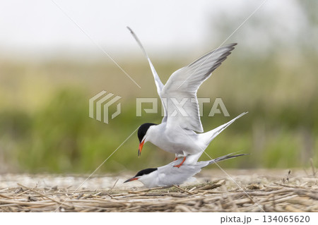 Mating behavior of common tern at Marker Wadden in the Netherlands during spring season 134065620