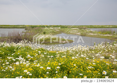 Flowers bloom on Marker Wadden in the Netherlands with water views and green land stretching into the distance during daytime hours 134065624