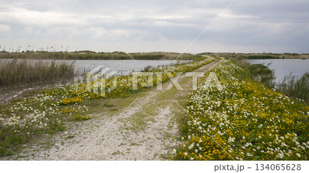 Marker Wadden in the Netherlands shows flowers, paths, water, and plants during a cloudy day in spring with nature all around Marker Wadden in the Netherlands shows flowers, paths, water, and plants during a cloudy day in spring with nature all around 134065628