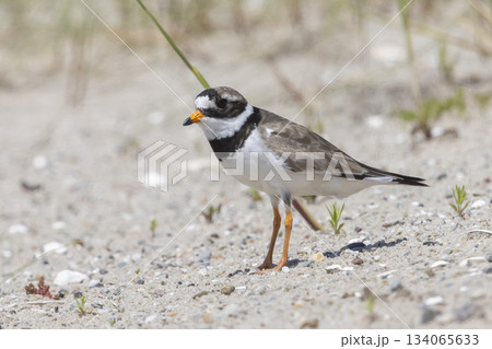 Common ringed plover walks on sandy ground at Marker Wadden in Lelystad, Flevoland, Netherlands during daytime 134065633