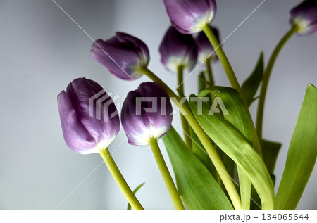 Boldly arranged purple tulip group captured at artistic angle with professional studio illumination 134065644