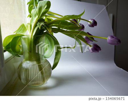 Serene interior setting featuring purple tulips illuminated by natural light through gentle curtains 134065671