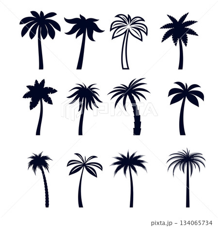 Tropical Palm Trees Tropical Palm Trees 134065734