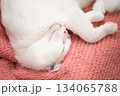飼い主に撫でられながら眠る白い猫 134065788