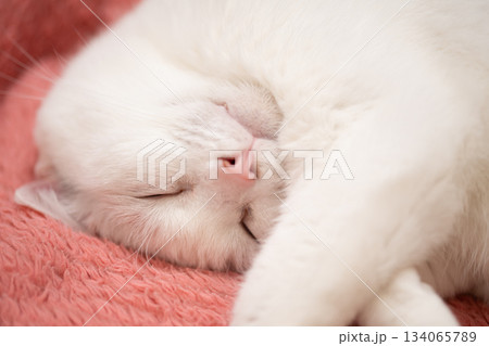飼い主に撫でられながら眠る白い猫 134065789