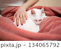飼い主に撫でられながら眠る白い猫 134065792