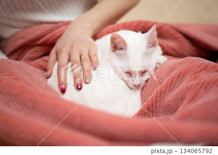 飼い主に撫でられながら眠る白い猫 134065792