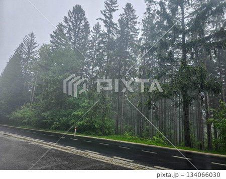 Whispers of the Misty Woods 134066030