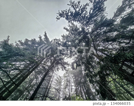 Whispers of the Misty Woods Whispers of the Misty Woods 134066035