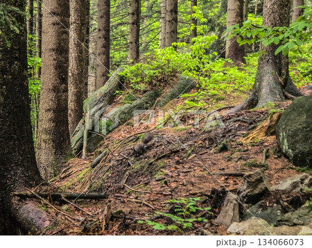 Mountain Grandeur Endless Wild Horizons 134066073