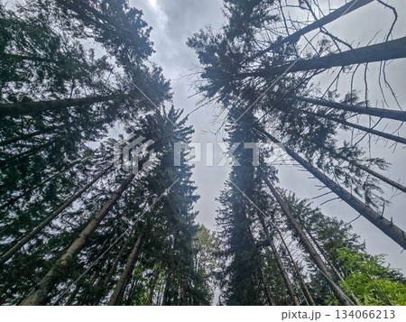 .Mysteries of the Foggy Forest A Path Into the Unknown 134066213