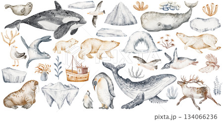 Watercolor arctic animals and ocean elements clipart. North pole wildlife, whale, seal, penguin, seaweed, iceberg. Hand drawn set for design. 134066236