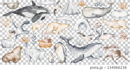Watercolor arctic animals and ocean elements clipart. North pole wildlife, whale, seal, penguin, seaweed, iceberg. Hand drawn set for design. 134066236