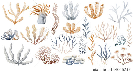 Seaweed clipart set with algae and sea plants. Watercolor elements for marine illustration and ocean design. Underwater collection for reef and botany themes. 134066238