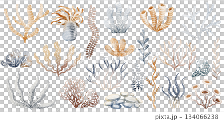 Seaweed clipart set with algae and sea plants. Watercolor elements for marine illustration and ocean design. Underwater collection for reef and botany themes. 134066238