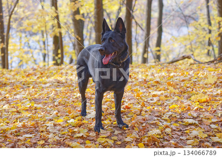 Black German shepherd 134066789