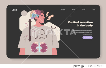 Vector illustration depicting cortisol secretion in the human body, highlighting the brain and kidneys. Educational design suitable for presentations on human biology and stress response. Vector illustration depicting cortisol secretion in the human body, highlighting the brain and kidneys. Educational design suitable for presentations on human biology and stress response. 134067496