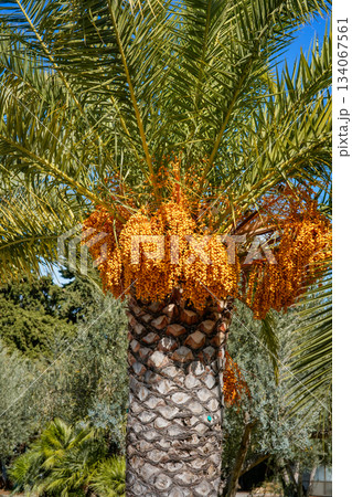 Photo showing ripe date clusters hanging from a tropical palm tree. The image highlights the texture and color of the fruit and leaves, suitable for agriculture, tropical gardens, food, and nature Photo showing ripe date clusters hanging from a tropical palm tree. The image highlights the texture and color of the fruit and leaves, suitable for agriculture, tropical gardens, food, and nature 134067561