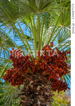 Close-up photo of ripe dates hanging on a palm tree. The image highlights the texture, color, and details of the tropical fruit, suitable for agriculture, food, gardening, and nature-themed projects. Close-up photo of ripe dates hanging on a palm tree. The image highlights the texture, color, and details of the tropical fruit, suitable for agriculture, food, gardening, and nature-themed projects. 134067573