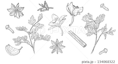 Monochrome botanical drawing of fragrant herbs and spices. Set, clip art. Graphic hand drawn ink vector 134068322