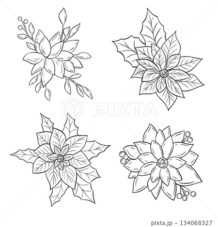 Set, clip art of monochrome botanical Christmas poinsettia with leaves. Graphic line art ink black and white vector 134068327