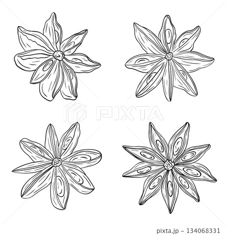 Set, clip art of monochrome botanical fragrant spice drawing of star anise plant isolated on white background. Graphic ink vector 134068331