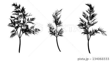 Dill plant monochrome botanical fragrant herbs set, clip art drawing isolated. Graphic hand drawn ink vector 134068333