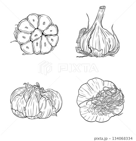 Garlic head, slice of garlic monochrome botanical fragrant spice drawing set, clip art. Isolated. Graphic hand drawn ink vector 134068334